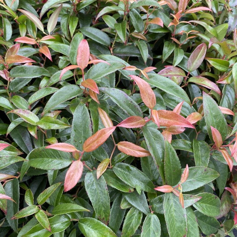 Leucothoe fontanesiana 'Scarletta' with shiny green leaves and red colored new growth.