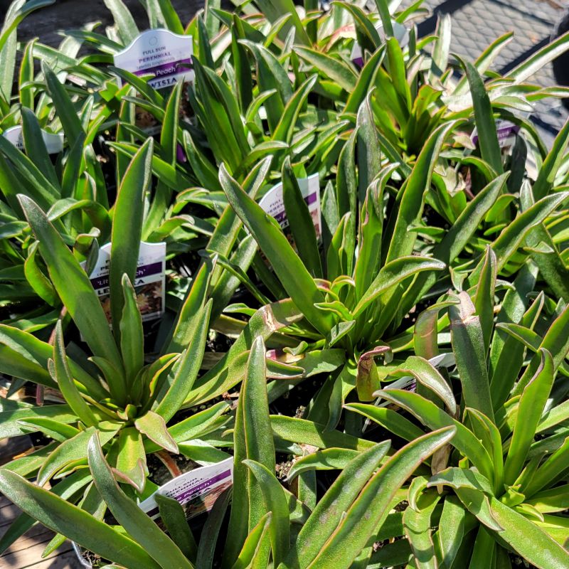 Several leafy 'Little Peach' bitterroot (Lewisia longipetala) grown in quart-size containers