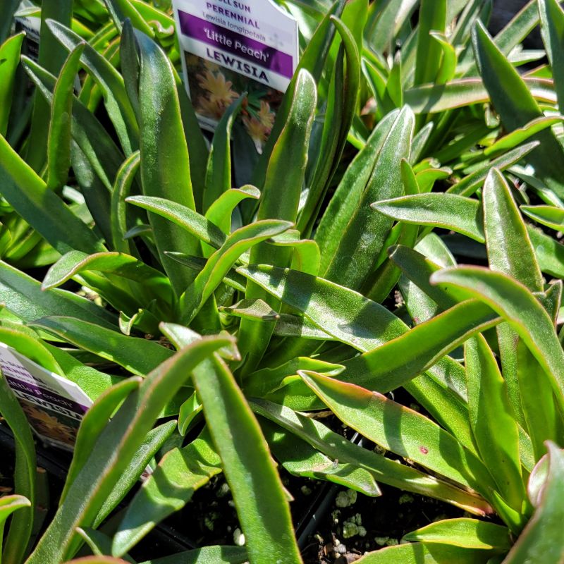 A close-up of the unique, semi-succulent foliage of Lewisia longipetala 'Little Peach' bitterroot