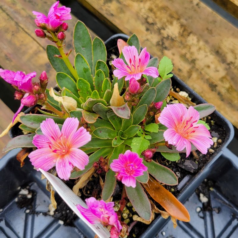 A close-up photo of the gray-green leaves and showy pink striped flowers of Lewisia longipetala 'Little Raspberry'