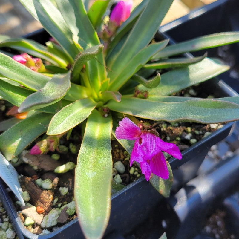Lewisia longipetala 'Little Raspberry' (Bitterroot) – Unity Church Hill ...