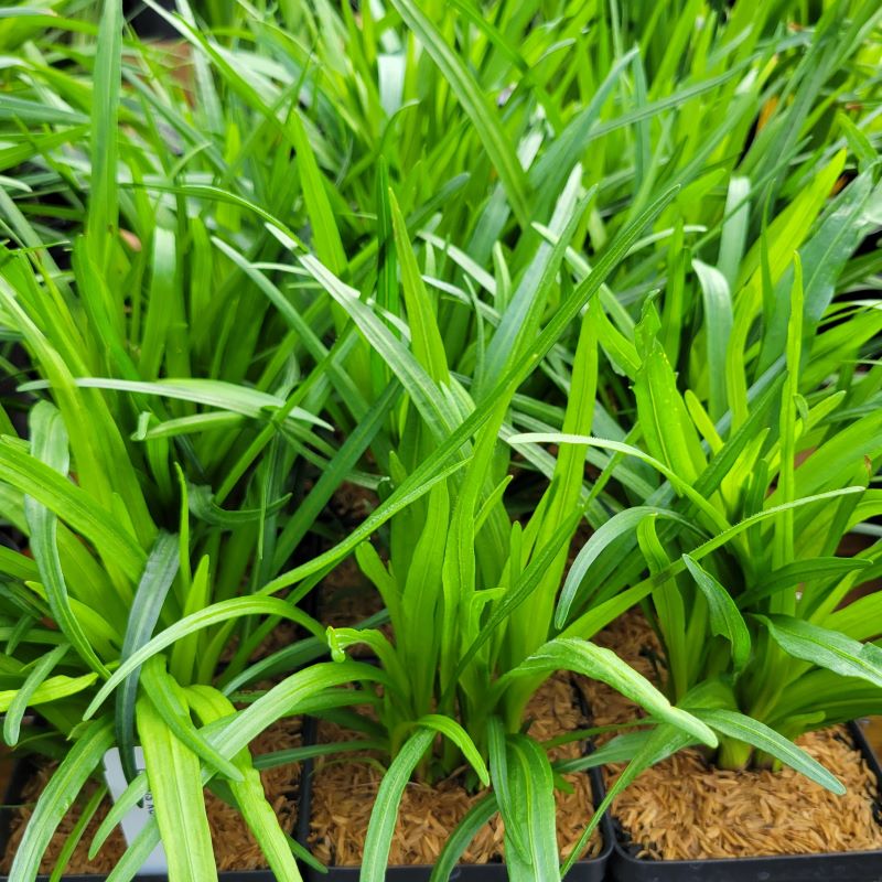 Liatris spicata 'Kobold' (Blazing Star) grown in quart-sized containers here at Unity Church Hill Nursery