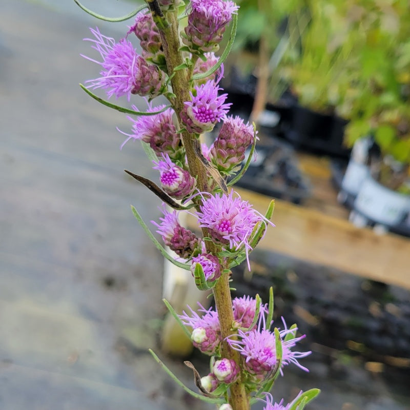 A close-up photo of the small, fringed, pink-purple flowers of Liatris aspera (Rough Blazing Star)