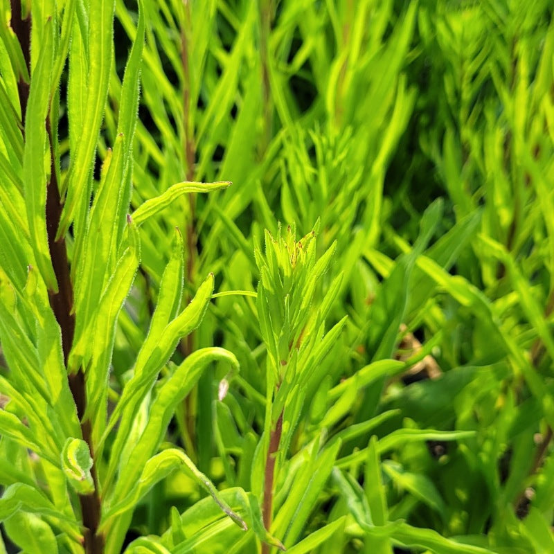 A close-up photo of the lime-green spring foliage of Liatris ligulistylis