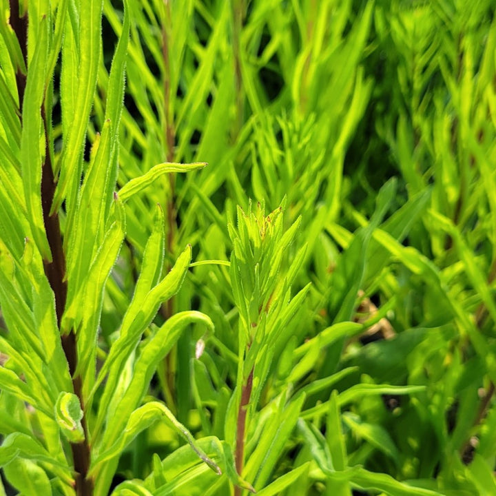 A close-up photo of the lime-green spring foliage of Liatris ligulistylis