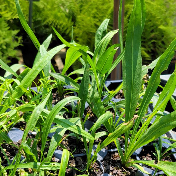A close-up photo of the developing sword-like leaves of Liatris ligulistylis (meadow blazing star) grown as LP50 plugs