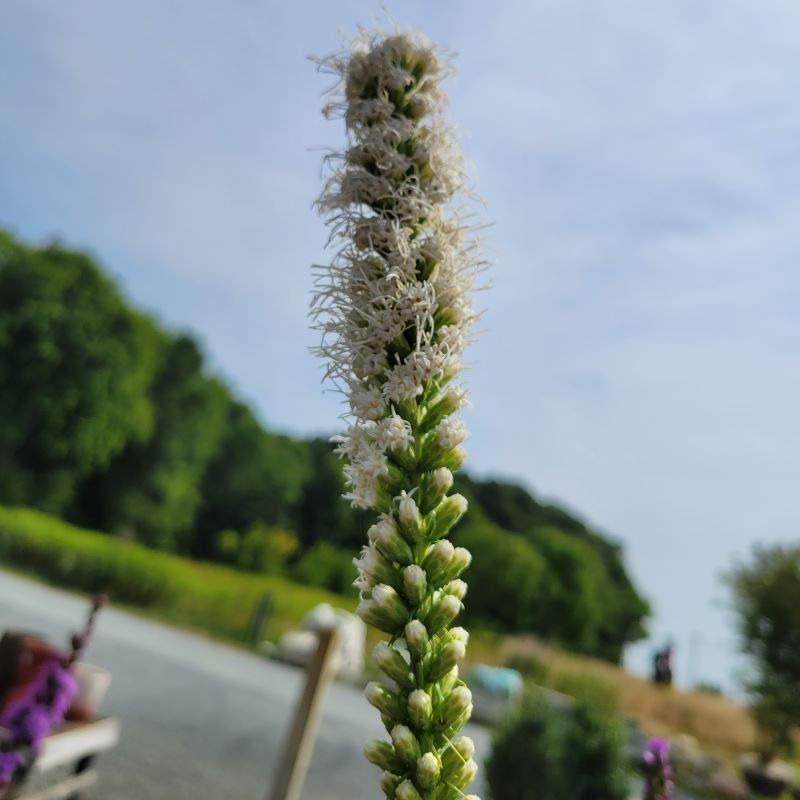 Creamy white spike of flowers atop Liatris spicata 'Floristan White' (Blazing Star)