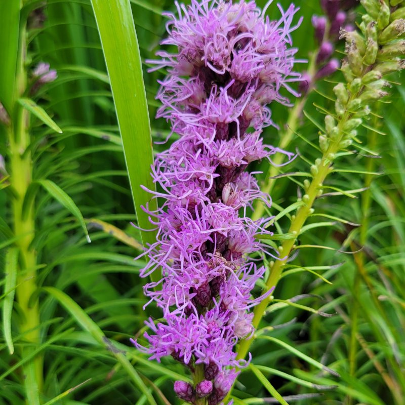 A close-up photo of the pink-purple  bottlebrush-type flower on Liatris spicata 'Kobold' dwarf blazing star