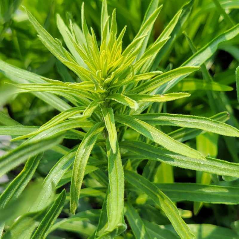 A close-up photo of the rosette foliage of Liatris aspera (Rough Blazing Star)