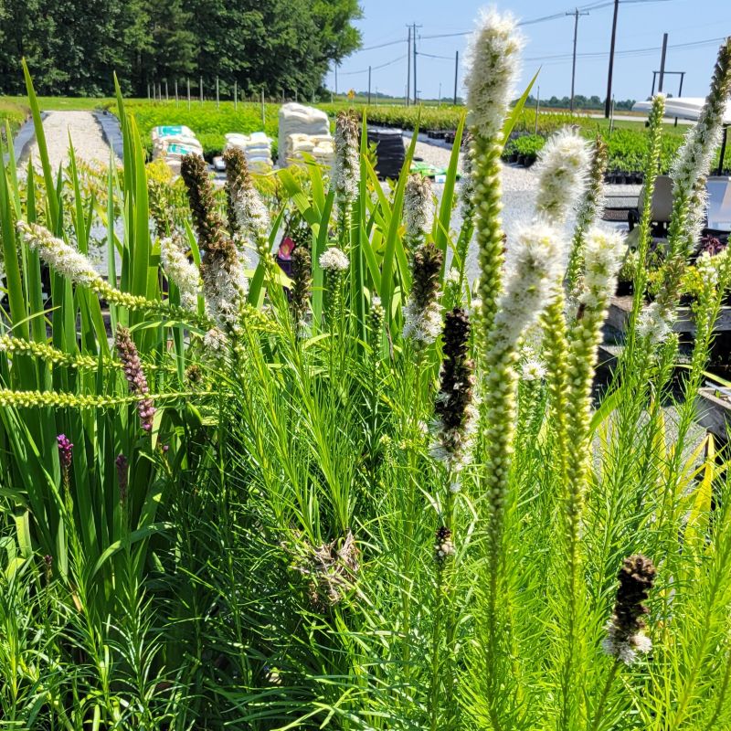 A photo of several Liatris spicata 'Alba' specimens grown in 1-gallon containers