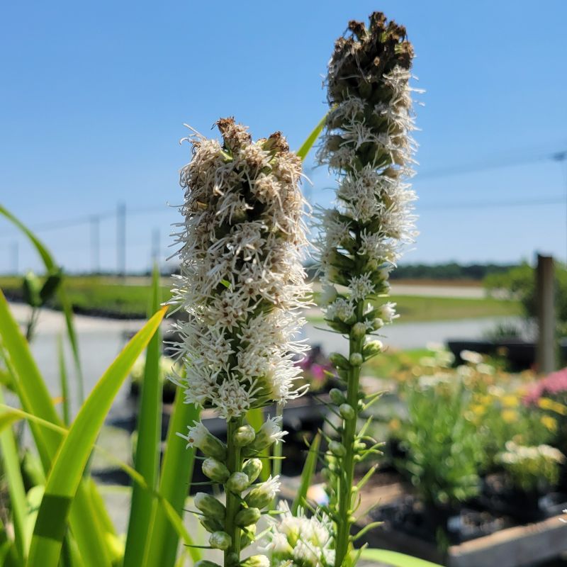 A close-up photo of the white-blooming flower spikes on Liatris spicata 'Alba' (dense blazing star)