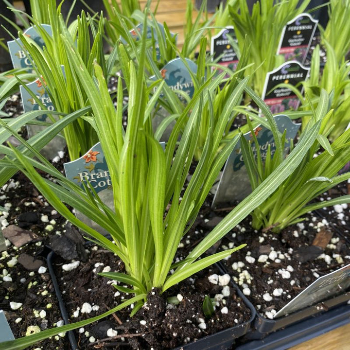 Liatris spicata 'Floristan White' (Blazing Star)