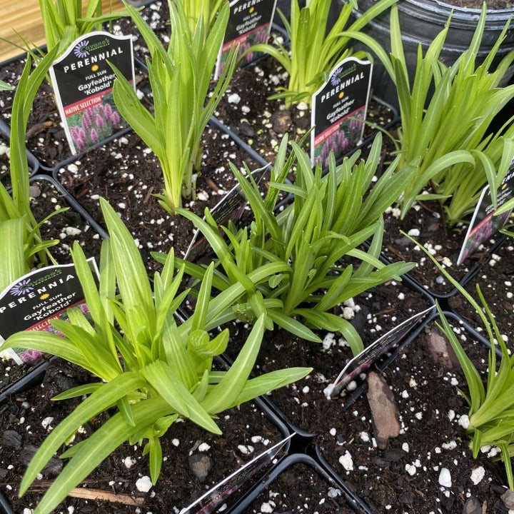 Liatris spicata 'Kobold' (Blazing Star)