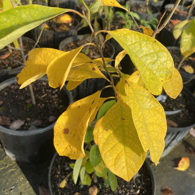Close-up of yellow Lindera benzoin (Spicebush) fall foliage.