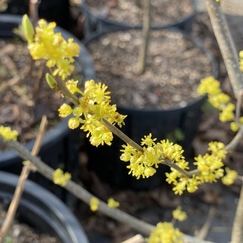 Close-up of Lindera benzoin (Spicebush) yellow flowers.