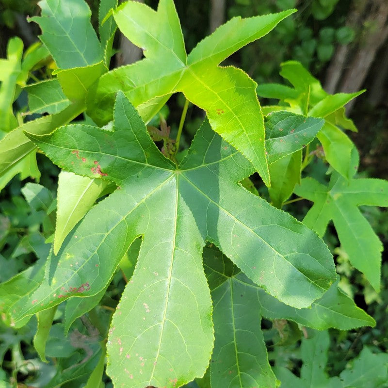A photo of the dark green 5-lobed foliage of Liquidambar styraciflura (American Sweet Gum)
