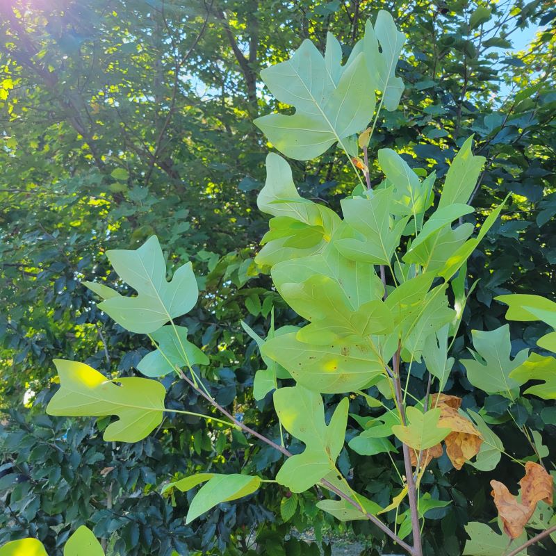 Structure and upper branches of Liriodendron tulipifera (Tulip Poplar)