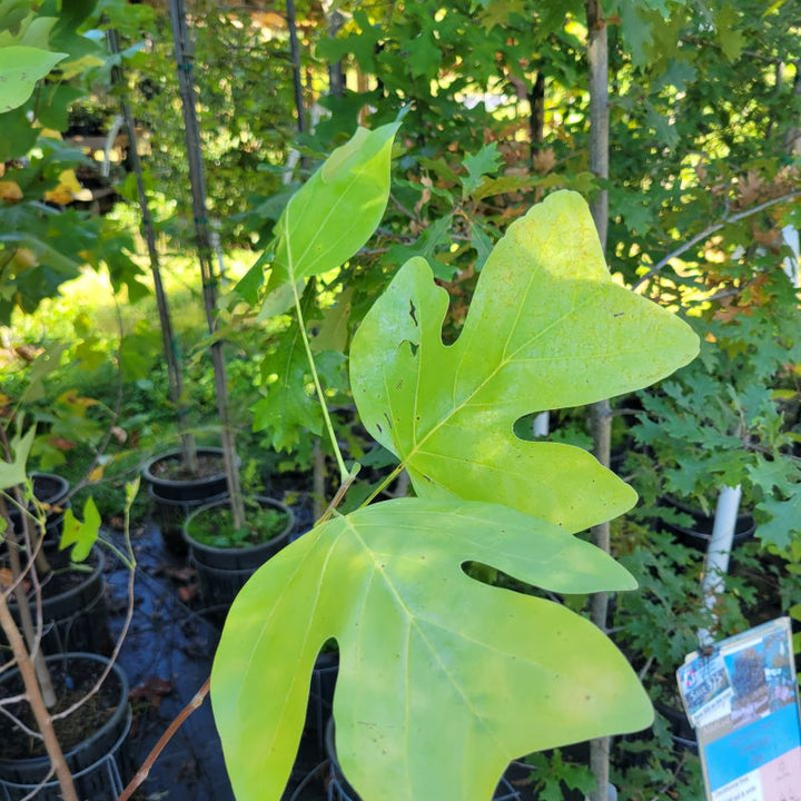 Close-up photo of large 4-lobed foliage of Liriodendron tulipifera (Tuliptree)