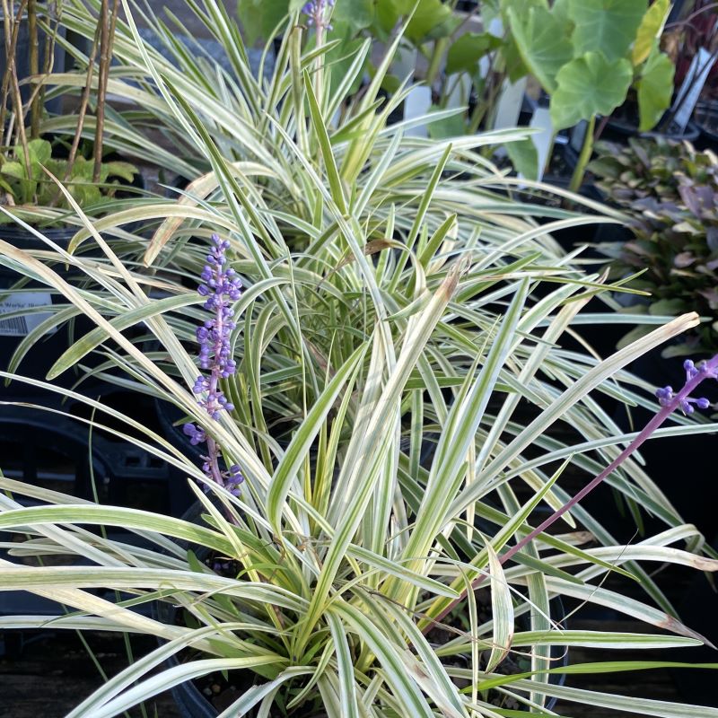 Variegated foliage and purple flower spikes of Liriope muscari 'Variegata' (Variegated Lily Turf) grown in a 1-gallon pot.