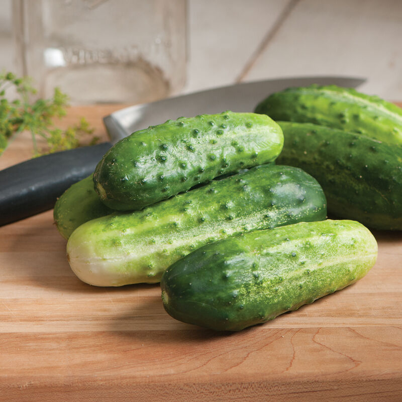 A stack of small but beautiful light and darl green Little Leaf pickling cucumbers.