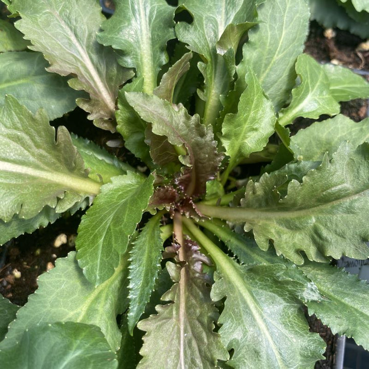 Lobelia cardinalis foliage