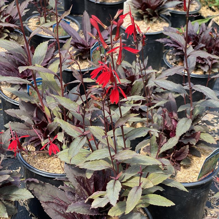 Lobelia cardinalis 'Black Truffle' with purple foliage and blooming red flowers.