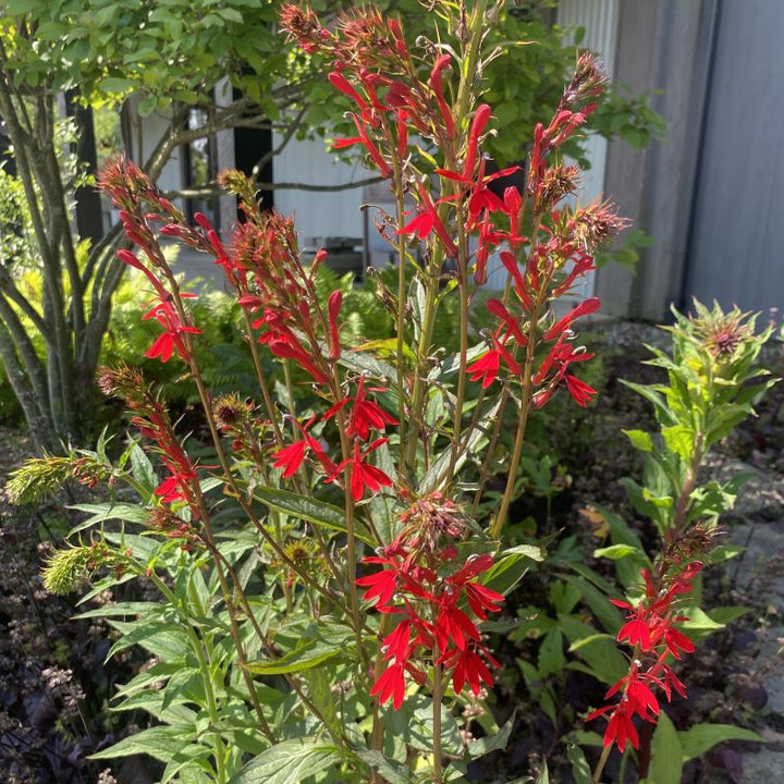 Lobelia cardinalis (Cardinal Flower) in bloom with red flowers.