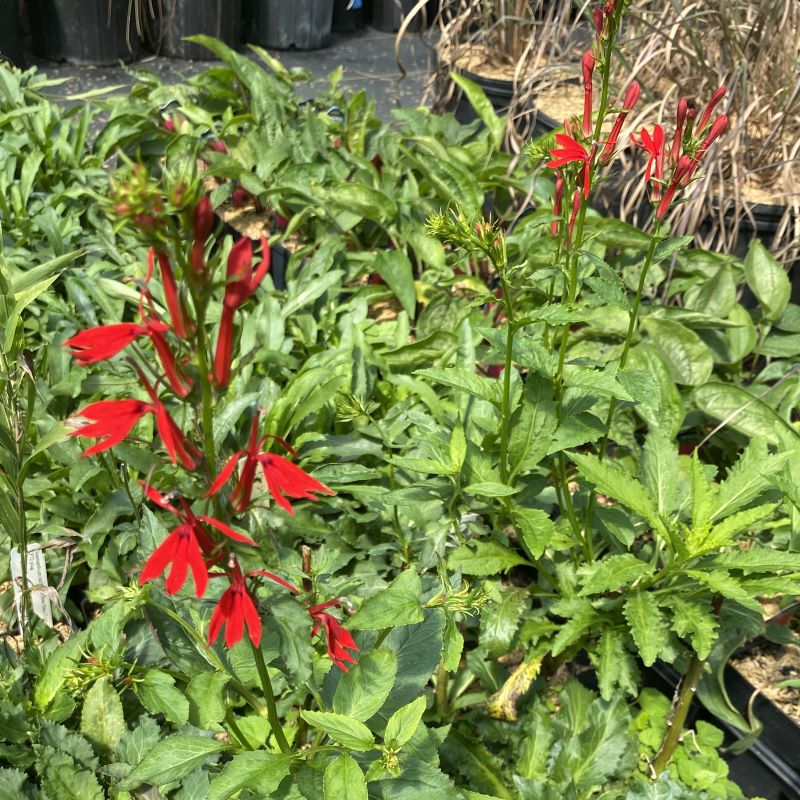 Lobelia cardinalis (Cardinal Flower) in bloom with red flowers, grown in quart size pots.