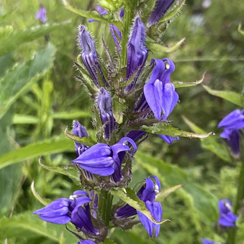 Close-up of individual flowers of Lobelia siphilitica (Great Blue Lobelia).