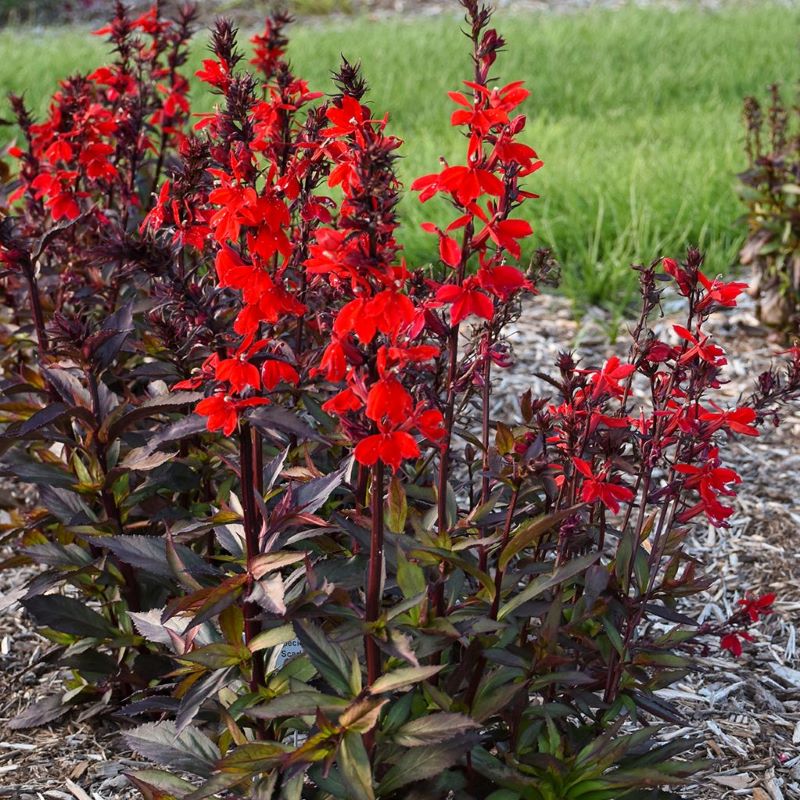 Lobelia x speciosa 'Starship™ Scarlet' with red flowers and dark foliage.