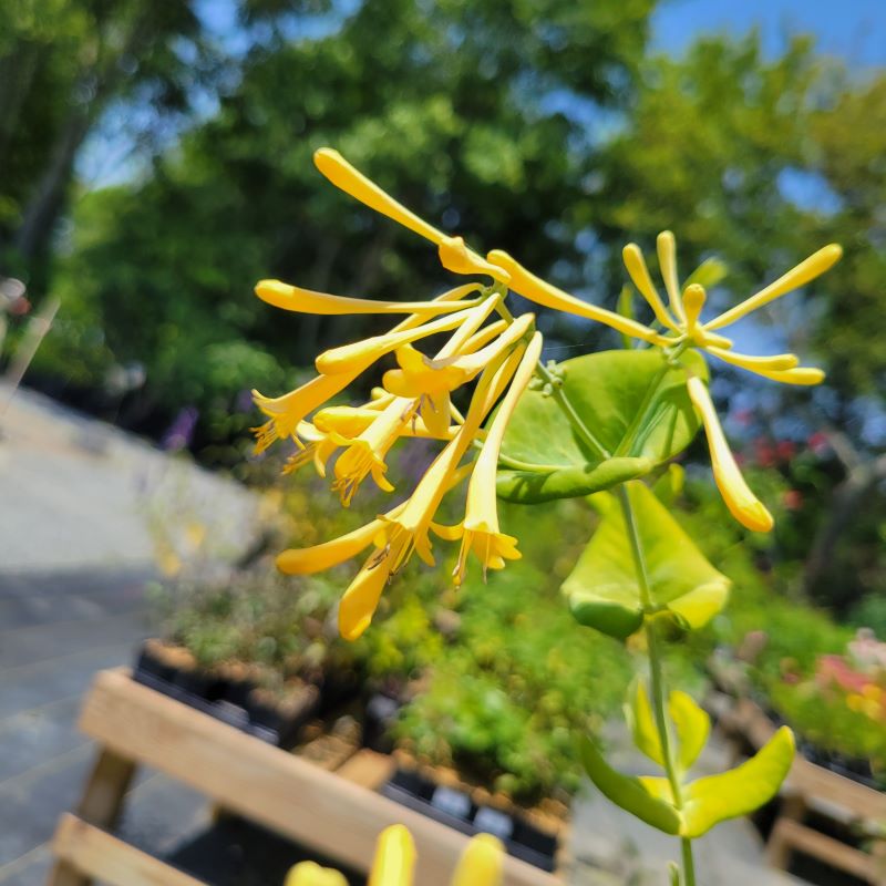 Showy, yellow, trumpet-like flowers of Lonicera sempervirens 'John Clayton' (Coral Honeysuckle)