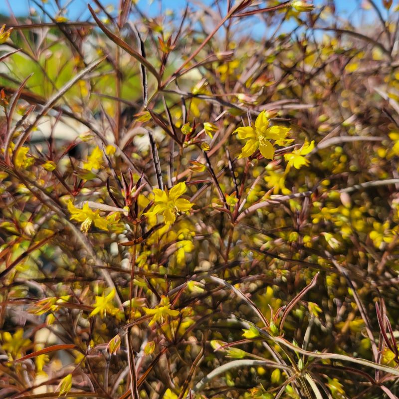 Lysimachia lanceolata 'Burgundy Mist' (Lanceleaf loosestrife) with bright yellow flowers in bloom
