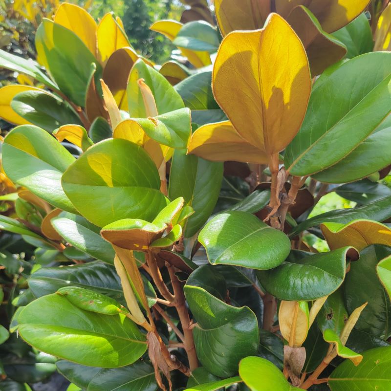 Striking bright green and bronzey brown foliage of Magnolia grandiflora 'Teddy Bear'