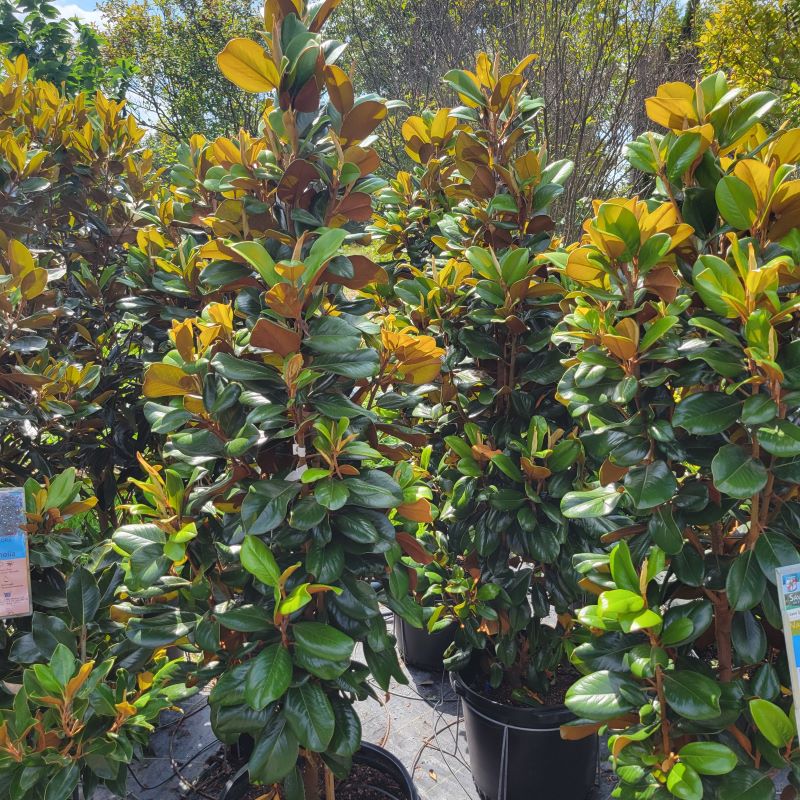 Glossy leaves and upright structure of several Magnolia grandiflora 'Teddy Bear' grown in 15-gallon pots.