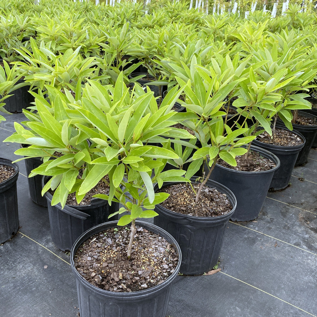 Magnolia virginiana var. australis 'Perry Paige' Sweet Thing® (Dwarf Sweetbay Magnolia) Unity Grown