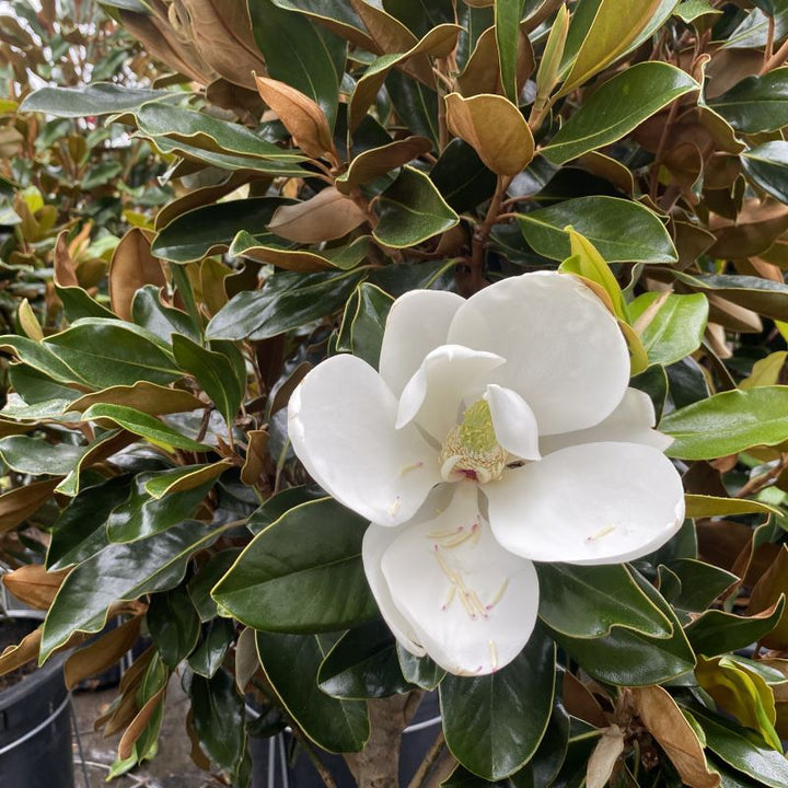 Magnolia grandiflora 'Little Gem' (Southern Magnolia)