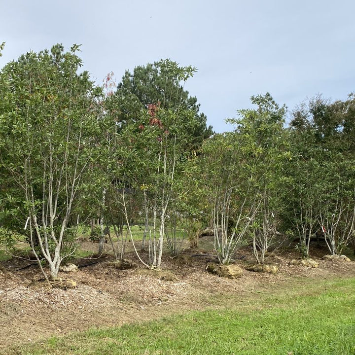 Magnolia virginiana (Sweet Bay Magnolia)