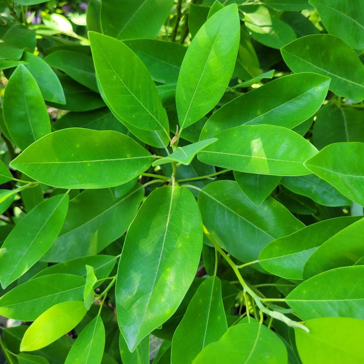 Smooth, glossy, green leaves of Magnolia virginiana 'Jim Wilson' Moonglow® (Sweet Bay Magnolia)