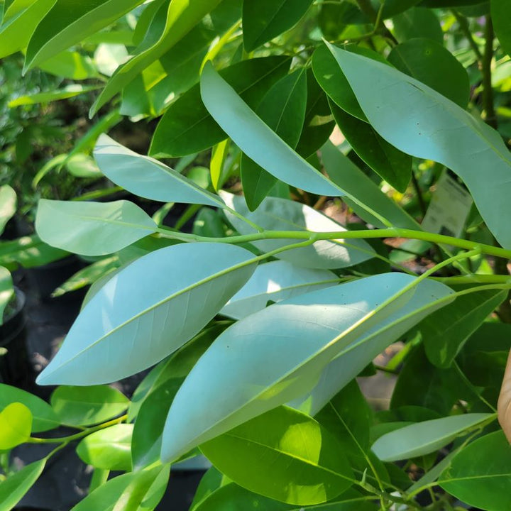 Silvery namesake leaves of Magnolia virginiana 'Jim Wilson' Moonglow® (Sweet Bay Magnolia)