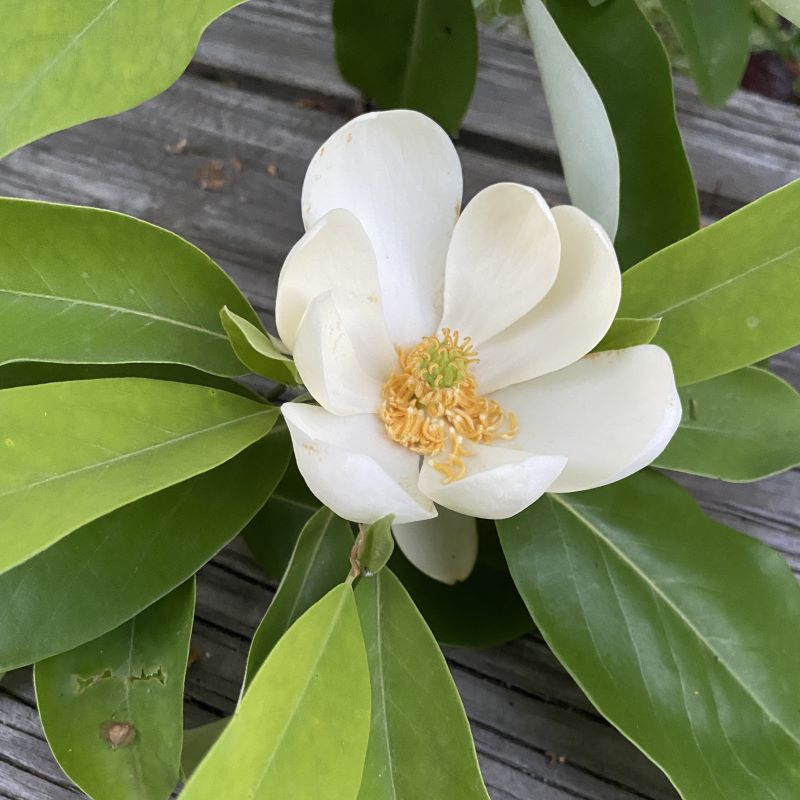A close up of a white magnolia virginiana flower. 