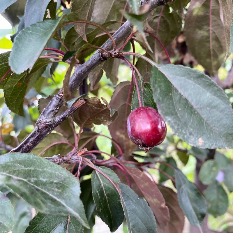Close-up of the small fruit of Malus x 'Perfect Purple' (Flowering Crabapple )