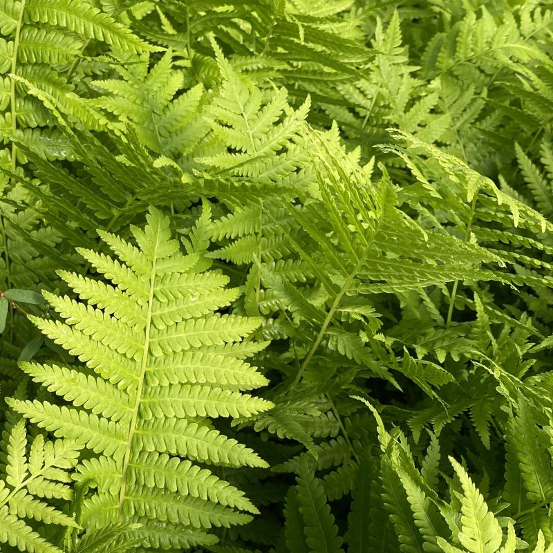 Close-up of the foliage of Matteuccia struthiopteris (Ostrich Fern).