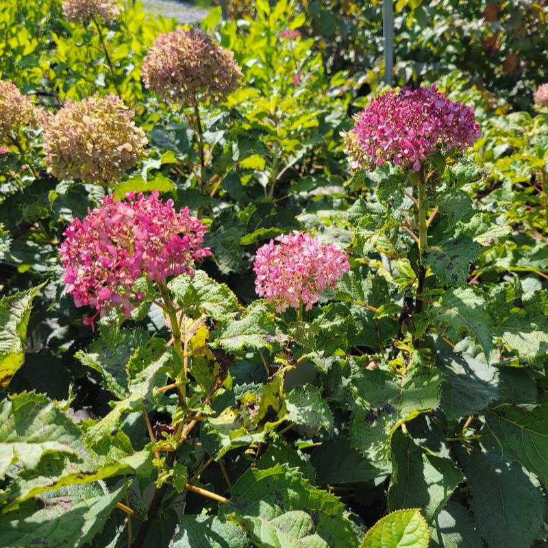 Bright pink and mauve blooms atop Hydrangea arborescens Invincibelle Mini Mauvette