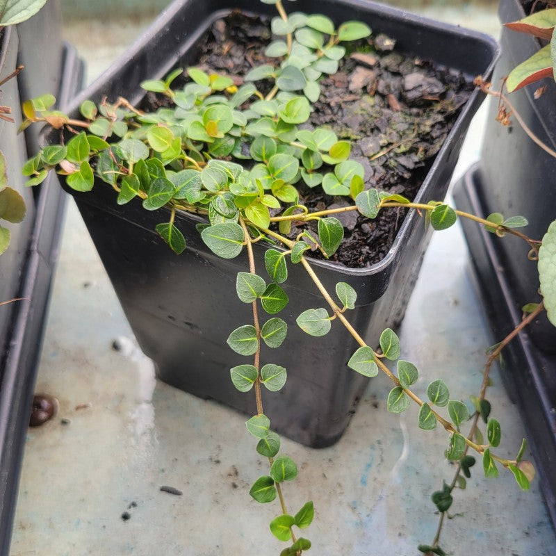 A photo of the spreading habit and delicate, evergreen foliage of Mitchella repens (Partridgeberry)