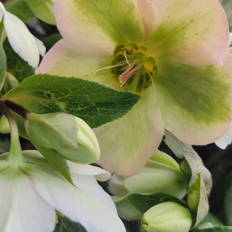 Close-up of variegated foliage and white/white-pink flowers on a blooming Helleborus x Frostkiss® Molly's White.