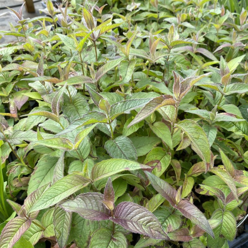 Glossy, attractive green foliage with purplish tinge of Monarda bradburiana (Eastern Beebalm)