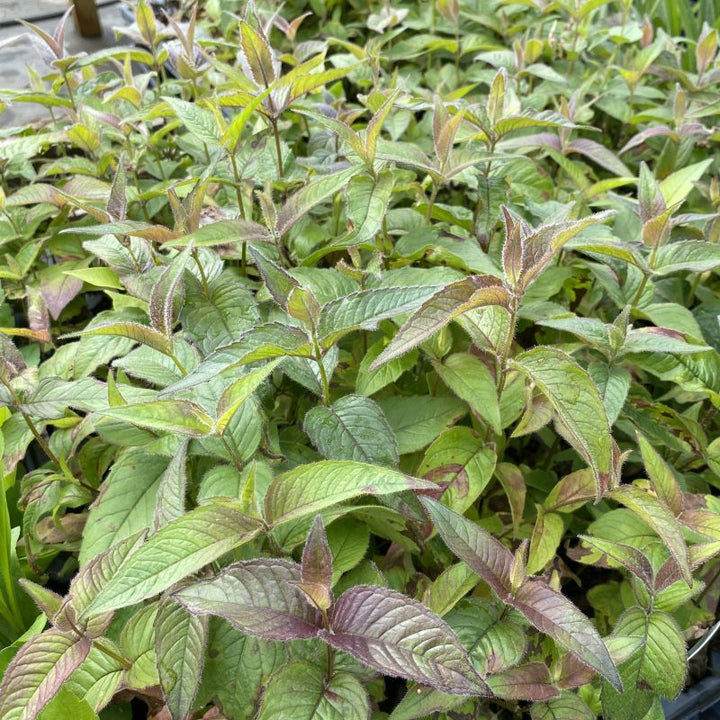 Glossy, attractive green foliage with purplish tinge of Monarda bradburiana (Eastern Beebalm)