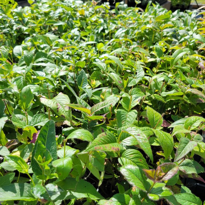 Monarda bradburiana (Eastern Beebalm) Unity Grown