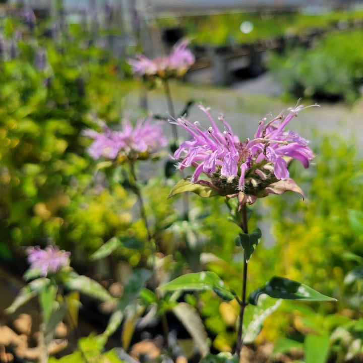 Showy, pink-purple flowers of Monarda fistulosa (Wild Bergamot)