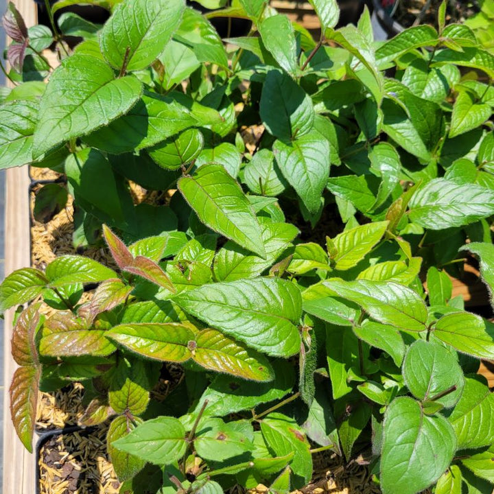 Glossy, attractive green foliage of Monarda bradburiana (Eastern Beebalm)